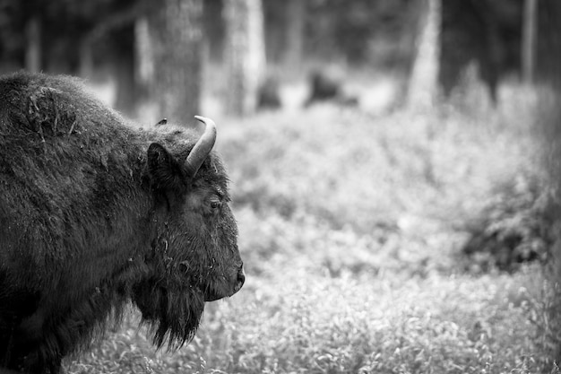 Primo piano di una testa di bisonte con sfondo sfocato.