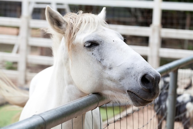 Primo piano di una testa di cavallo