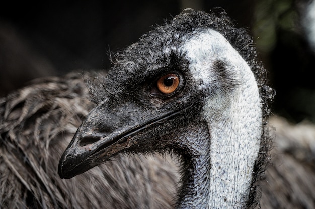 Primo piano di una testa di emu