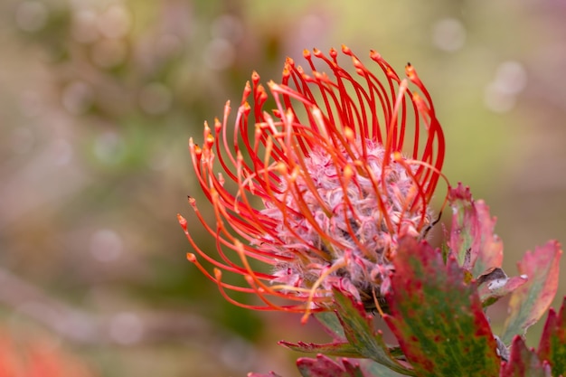 Primo piano di una testa di fiori rossi di un leucospermum nel giardino delle Hawaii