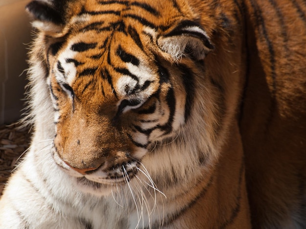 Primo piano di una tigre in cattività.