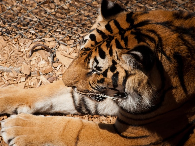 Primo piano di una tigre in cattività.