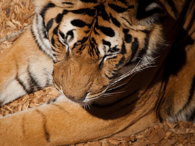 Primo piano di una tigre in cattività.