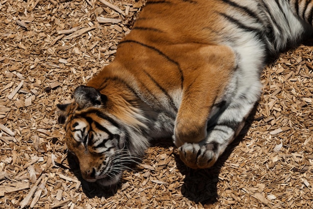 Primo piano di una tigre in cattività.