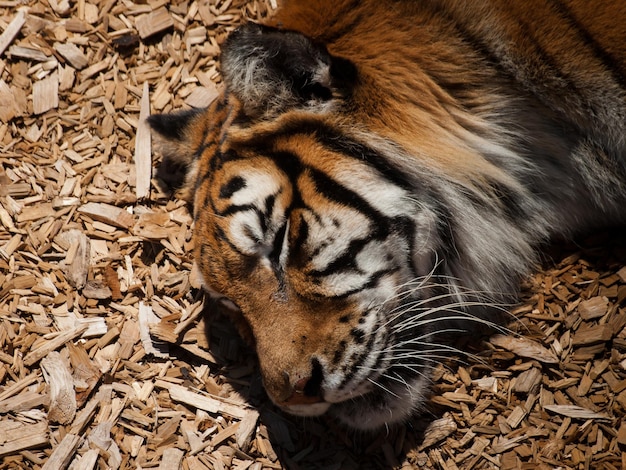 Primo piano di una tigre in cattività.