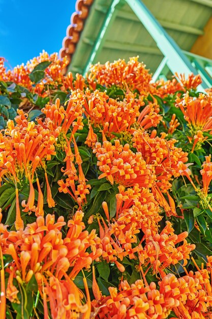 Primo piano di una vite a fiamma arancione con fogliame verde lussureggiante che cresce all'esterno in un giardino di casa dal basso Pianta di Pyrostegia venusta che prospera in un cortile di una casa in una giornata estiva o primaverile luminosa e soleggiata