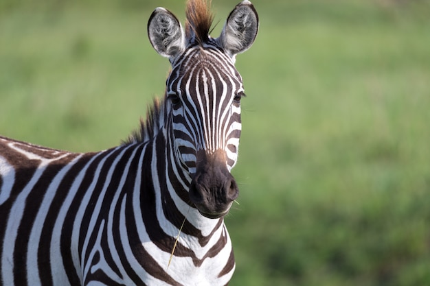 Primo piano di una zebra in un parco nazionale