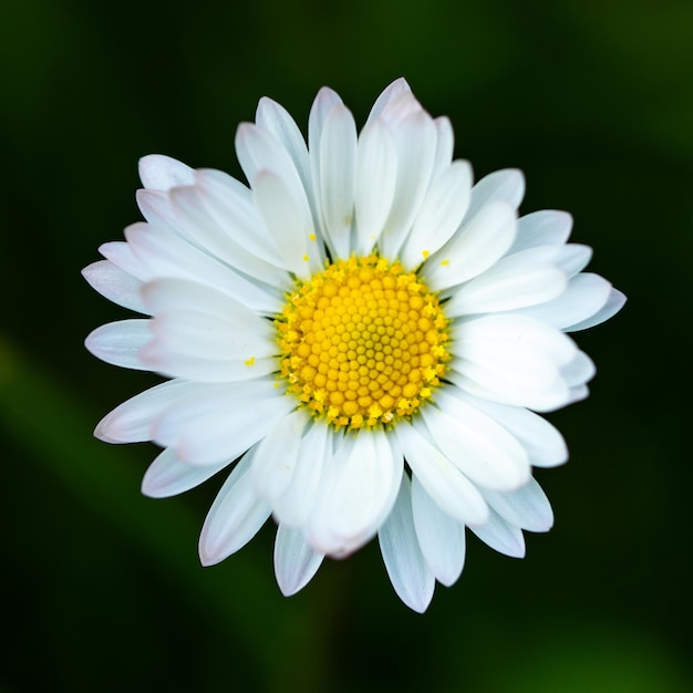 Primo piano di uno ione margherita un giorno di primavera