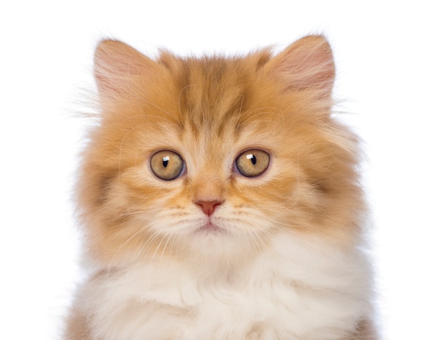 Primo piano di uno sguardo di gattino British Longhair (2 mesi)