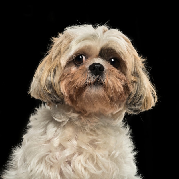 Primo piano di uno Shih tzu sul nero