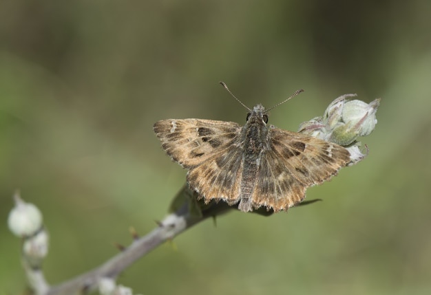 Primo piano di uno skipper di malva (Carcharodus alceae) su un ramo su uno sfondo sfocato