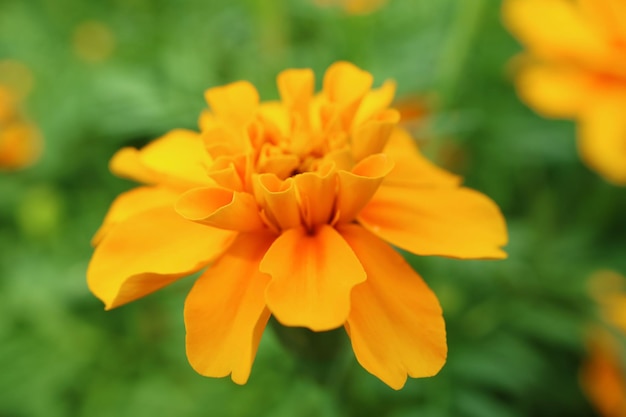 Primo piano di uno splendido fiore di calendula che sboccia nel campo verde