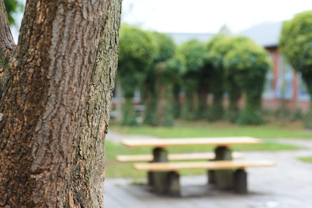 Primo piano di vecchia corteccia di albero in un cortile della scuola