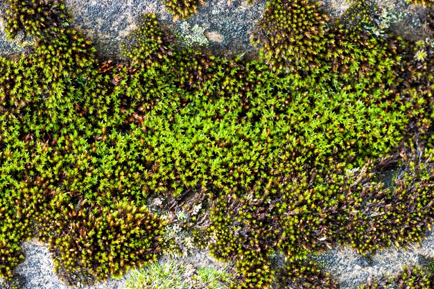 Primo piano di vecchio tetto di ardesia coperto di muschio verde dopo la pioggia