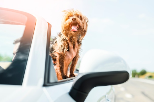 Primo piano di viaggio cane felice