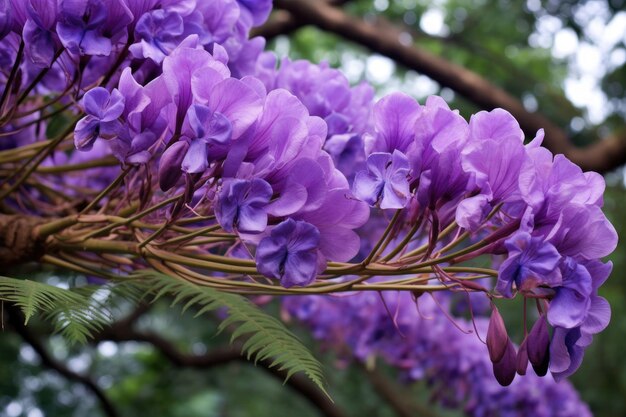 Primo piano di vibranti fiori di jacaranda sul ramo creato con ai generativa