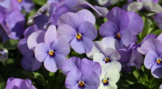 primo piano di viola tricolore lat viola tricolore L fiori