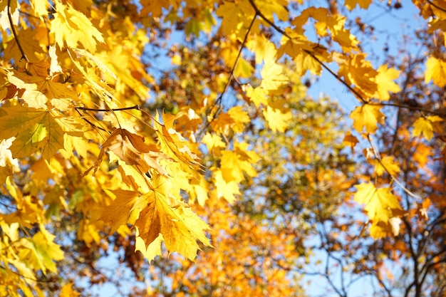 Primo piano di vista delle foglie di acero di autunno dorato