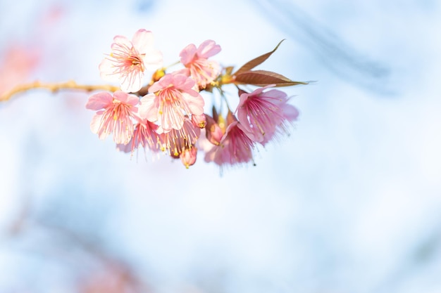 Primo piano di Wild Himalayan Cherry Prunus cerasoides o fiore di sakura tailandese