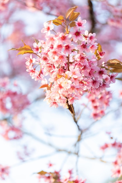 Primo piano di Wild Himalayan Cherry Prunus cerasoides o fiore di sakura tailandese