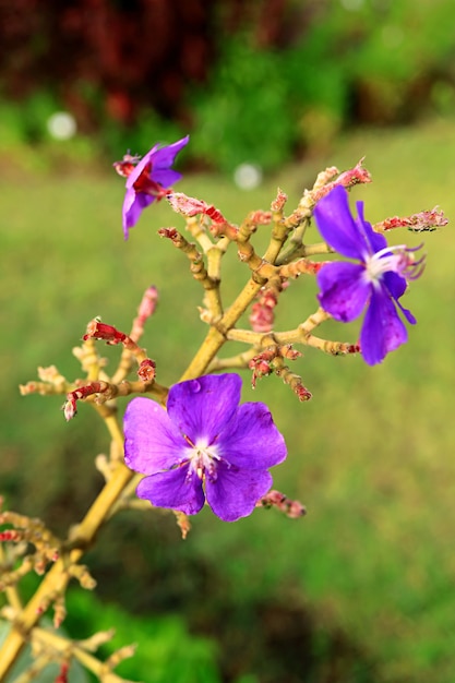 Primo piano di Wild Tibouchina Semidecandra o Princess Flowers sull'Isola di Pasqua, Chile