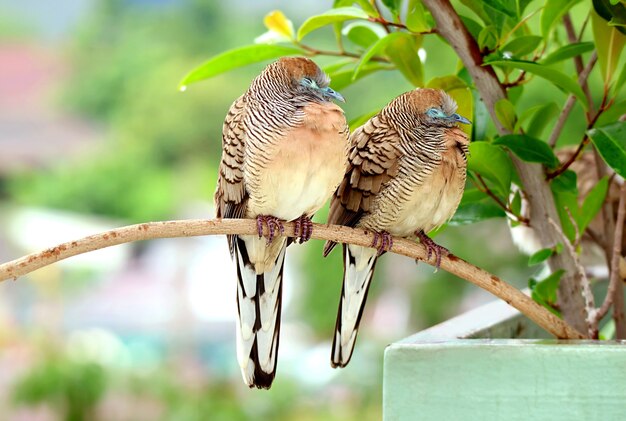 Primo piano di Wild Zebra Dove Coupe Napping sul ramo di piante da appartamento sotto la pioggia leggera