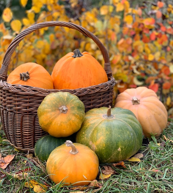 primo piano di zucca su uno sfondo autunnale. banner per halloween e il giorno del ringraziamento. verdura autunnale