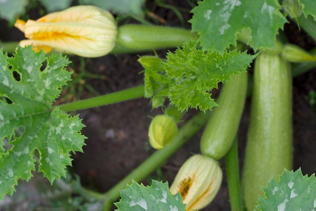 primo piano di zucchine con fiori in giardino