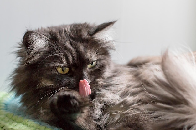 Primo piano divertente del gatto lanuginoso