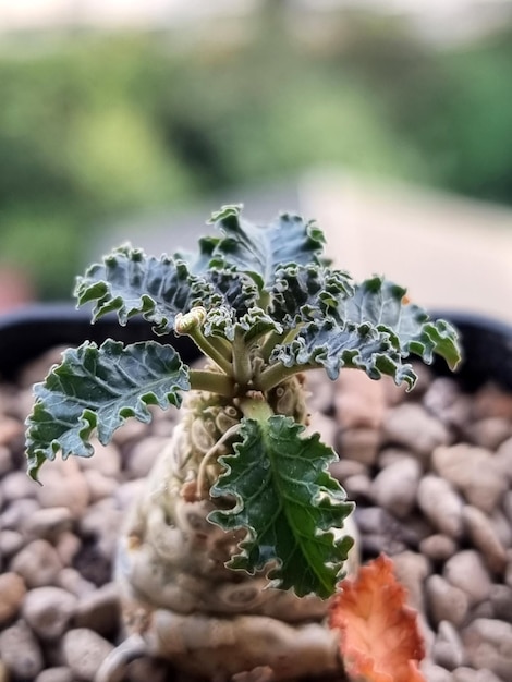 Primo piano Dorstenia Horwoodii in una pentola