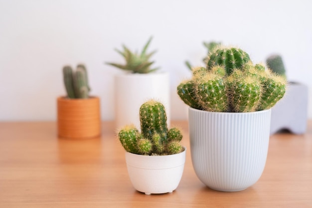 Primo piano due cactus per l'arredamento della casa