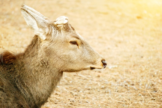 Primo piano e accanto di cervo giovane cervo faccia senza antler nell&#39;area del parco Nara.