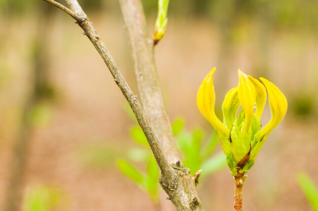 Primo piano e macro dei germogli dell'albero