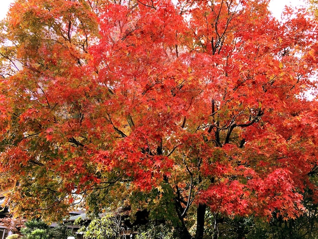 Primo piano e raccolto acero rosso nel parco pubblico di Kyoto