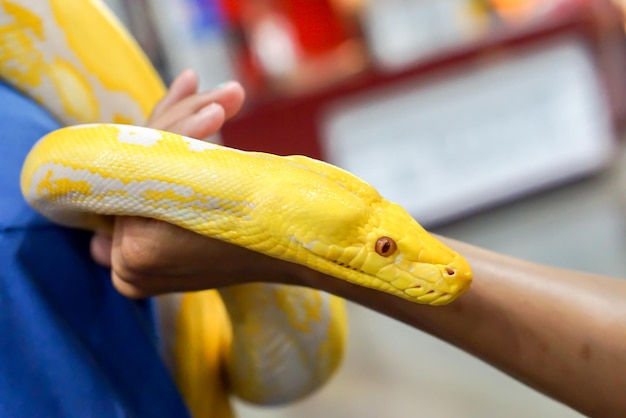 Primo piano e ritagliare la mano del tocco umano e tenere pitone giallo su sfondo sfocato