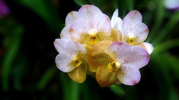 Primo piano e ritagliare una bellissima orchidea bianca su uno sfondo sfocato in congedo