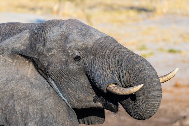 Primo piano e ritratto di un giovane elefante africano che beve dal waterhole