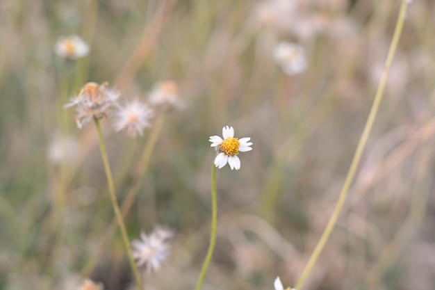 Primo piano erba fiore che fiorisce su sfondo sfocato