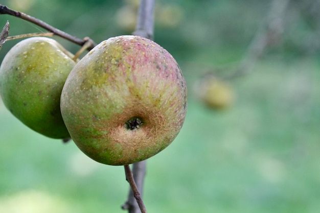Primo piano estremo della mela verde che appende su un albero di mele