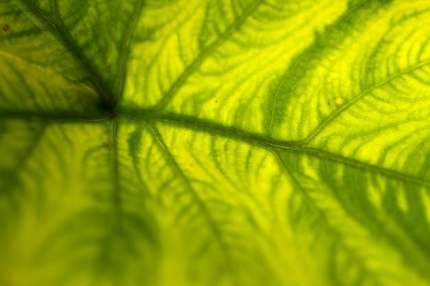 Primo piano estremo di foglia verde fresca come sfondo.