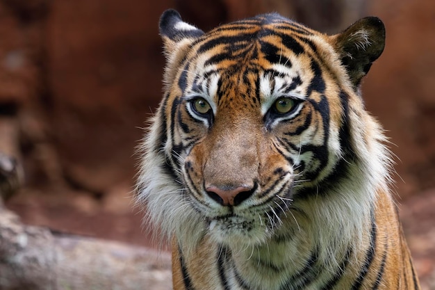 primo piano faccia della tigre di Sumatra tigre testa primo piano