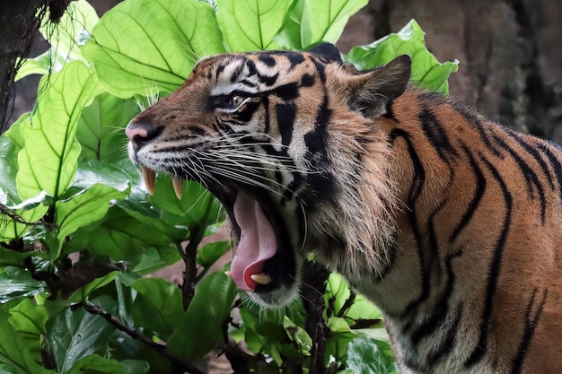 primo piano faccia di tigre del Bengala animale arrabbiato testa di tigre primo piano