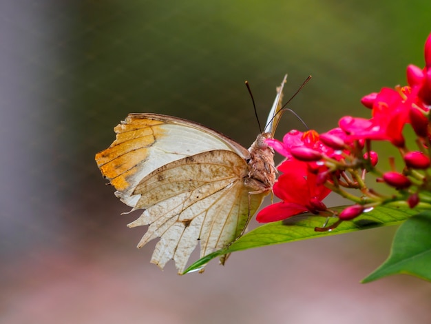 Primo piano farfalla sul fiore