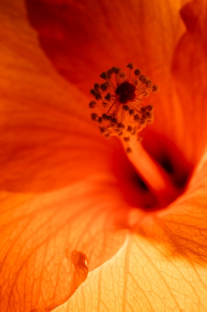 Primo piano fiore arancione