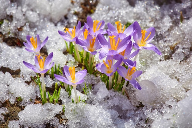 Primo piano fiore di croco primaverile nella neve che si scioglie al sole