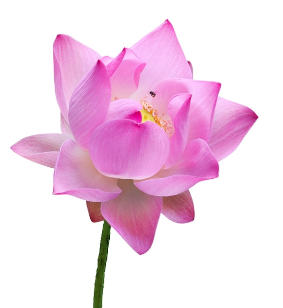 Primo piano fiore di loto rosa ad alta risoluzione isolato su sfondo bianco