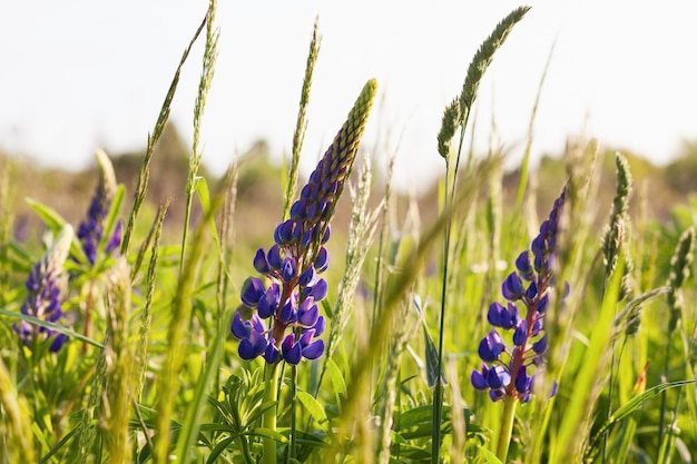 Primo piano fiore di lupino viola Bel prato rurale soleggiato Copia spazio paesaggio di vita tranquilla Calma e serenità sfondo naturale