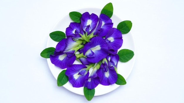 Primo piano fiore di pisello di farfalla fresco o pisello blu, bluebellvine, pisello cordofan, bunga telang, teh telang