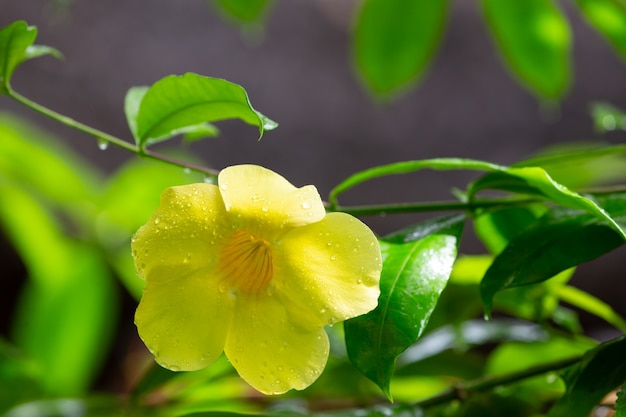 Primo piano fiore giallo con piccole gocce di pioggia