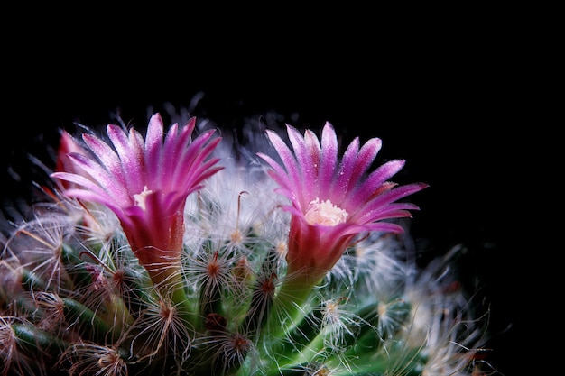 Primo piano fiore rosa di fioritura di cactus mammillaria